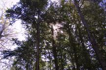 forest_3299.jpg